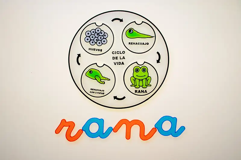 ciclo de la vida rana_Sumando Momentos_2 copia