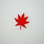 hojas translucidas arboles de españa