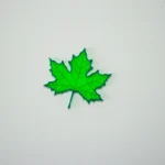 hojas translucidas arboles de españa