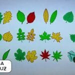 hojas translucidas arboles de españa