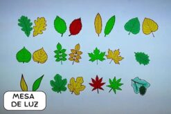 hojas translucidas arboles de españa