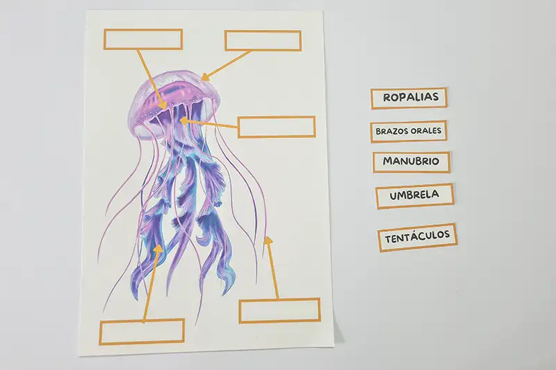 imprimible con actividades proyecto medusas_Sumando Momentos_6
