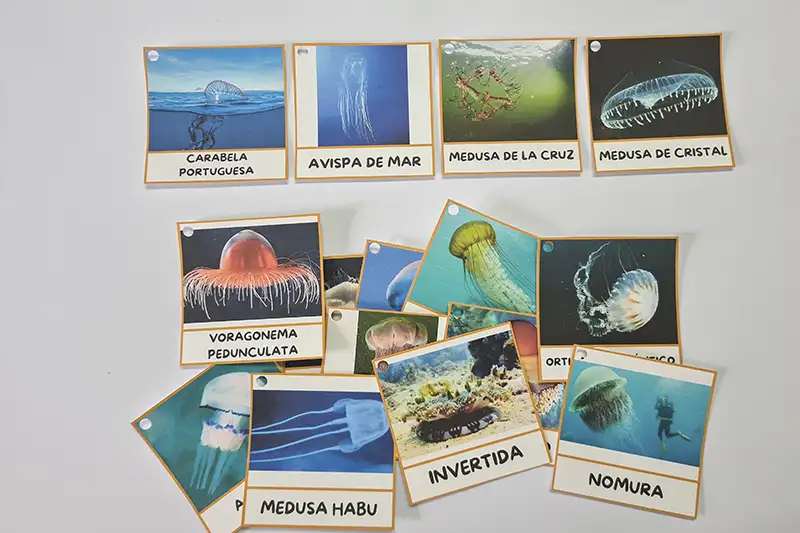 imprimible con actividades proyecto medusas_Sumando Momentos_6